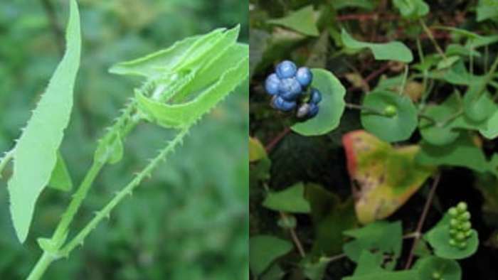 Mile-a-minute weed detected in Michigan -- what to know about the invasive vine