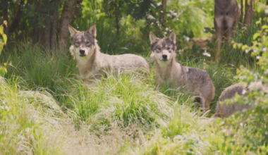 Parks and Wildlife lethally removes uncollared gray wolf in Routt County