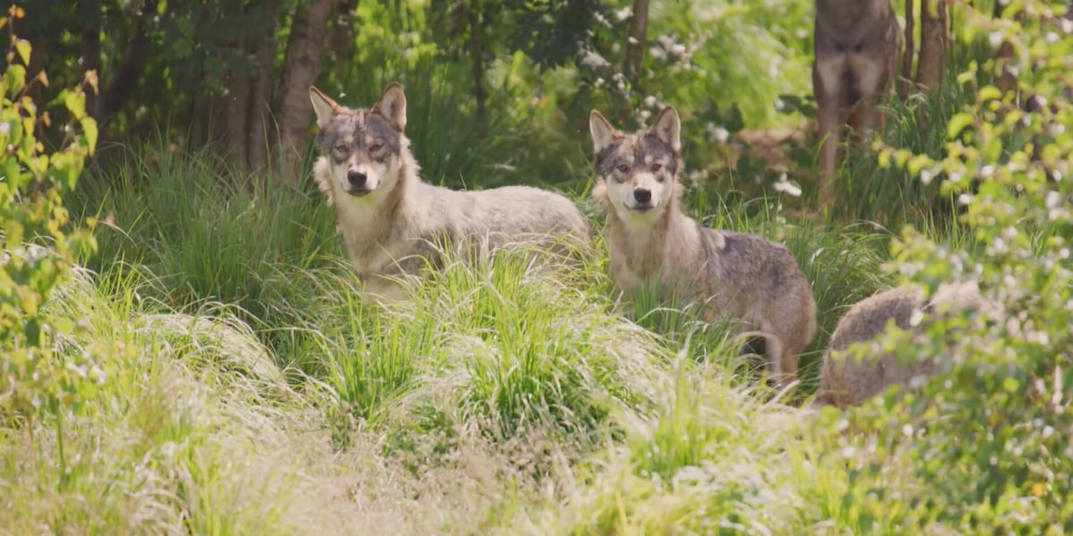 Parks and Wildlife lethally removes uncollared gray wolf in Routt County