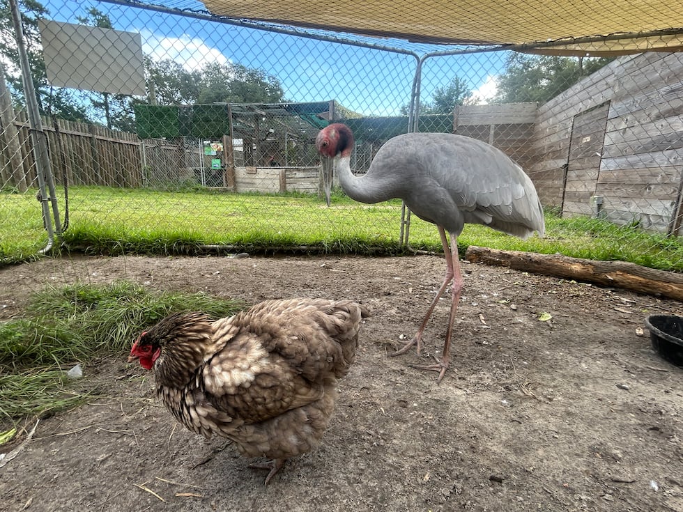 This one year old Sarus Crane was also hatched by a foster hen.