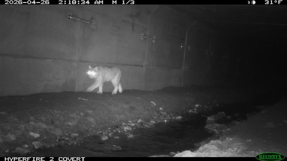 Bobcat walks along I-395 wildlife crossing.