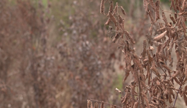 Parts of southeastern NC drought reach highest level this century; utility urges water conservation