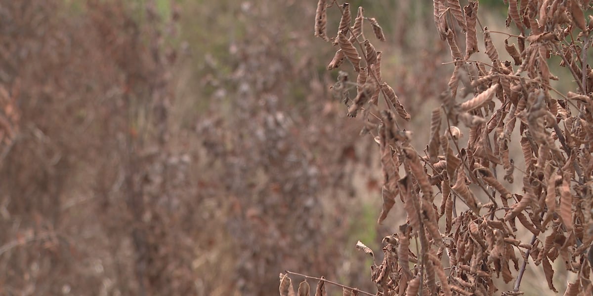 Parts of southeastern NC drought reach highest level this century; utility urges water conservation