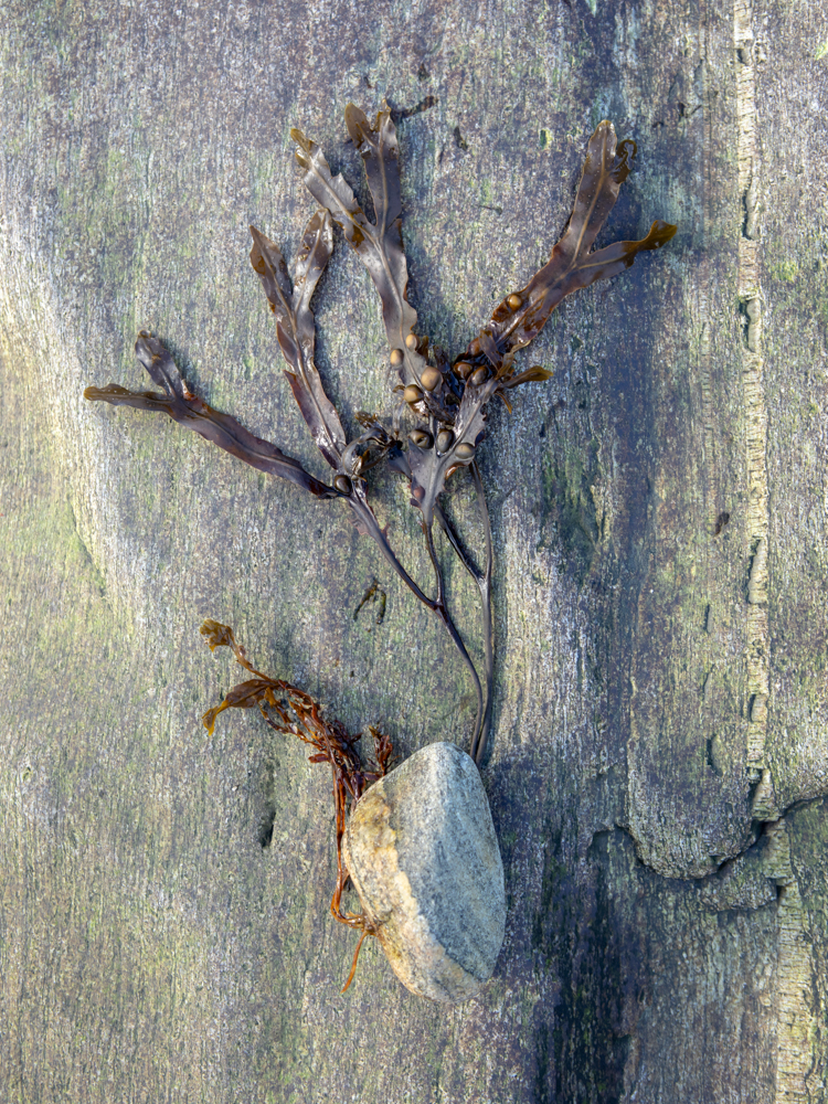 Lambrecht_Untitled_02