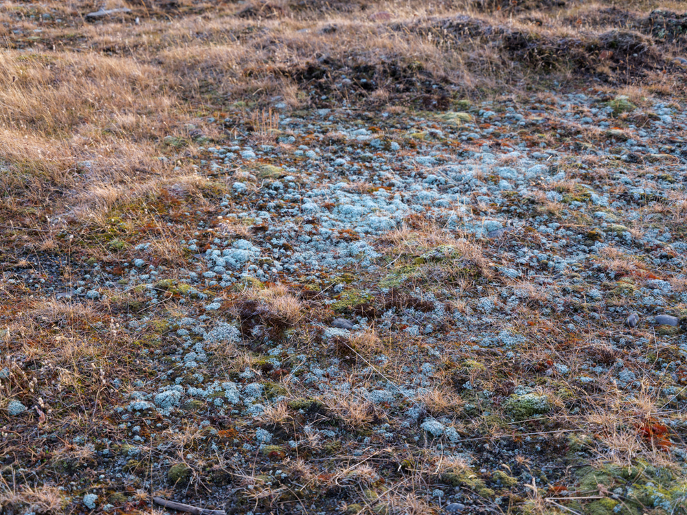 Lambrecht_Untitled_09