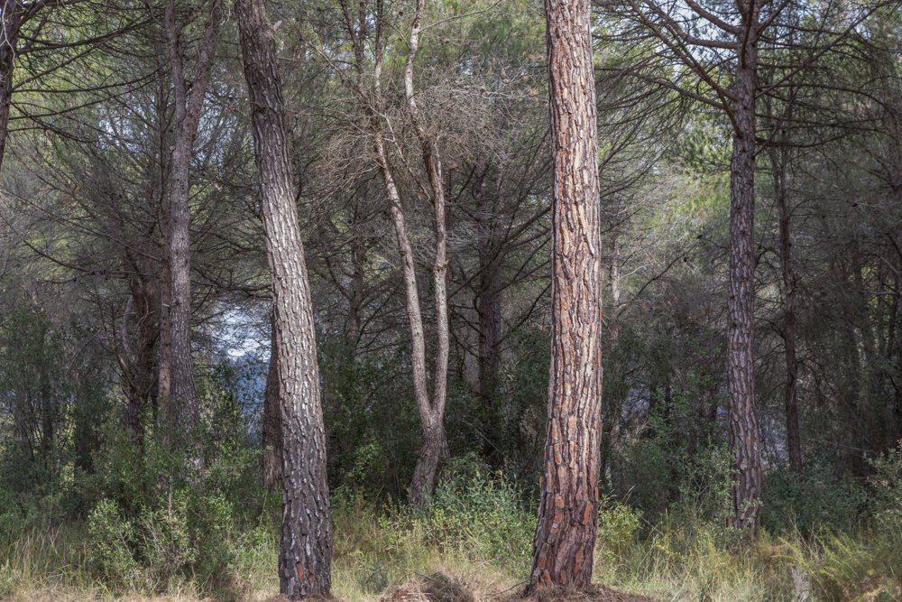 Lambrecht_Untitled_11