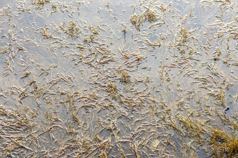 Lambrecht_Untitled_14