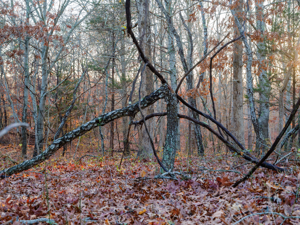 Lambrecht_Untitled_15