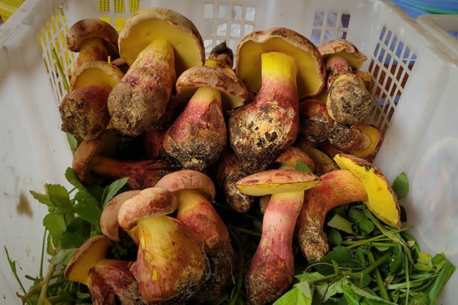 Lanmaoa asiatica
