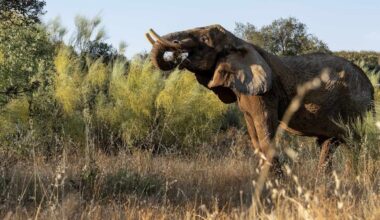 Last Circus Elephant in Portugal Can Now Romp-and-Roll on 1000-Acre Sanctuary After 40 Years of Working
