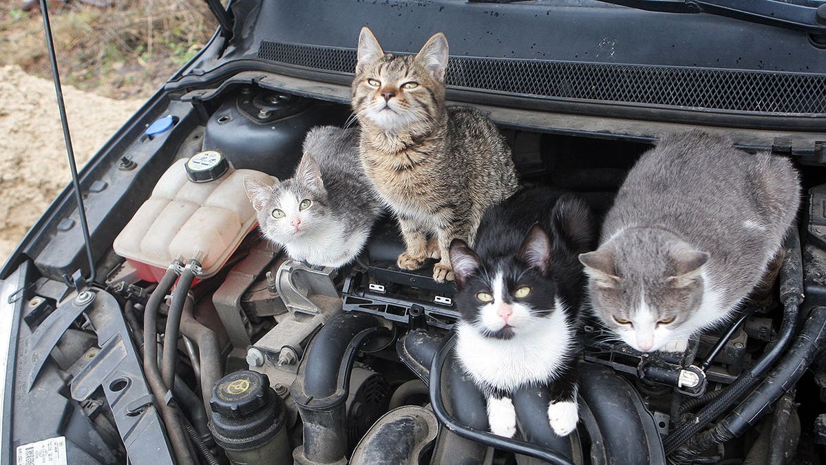 Kittens sitting on the engine of a vehicle.