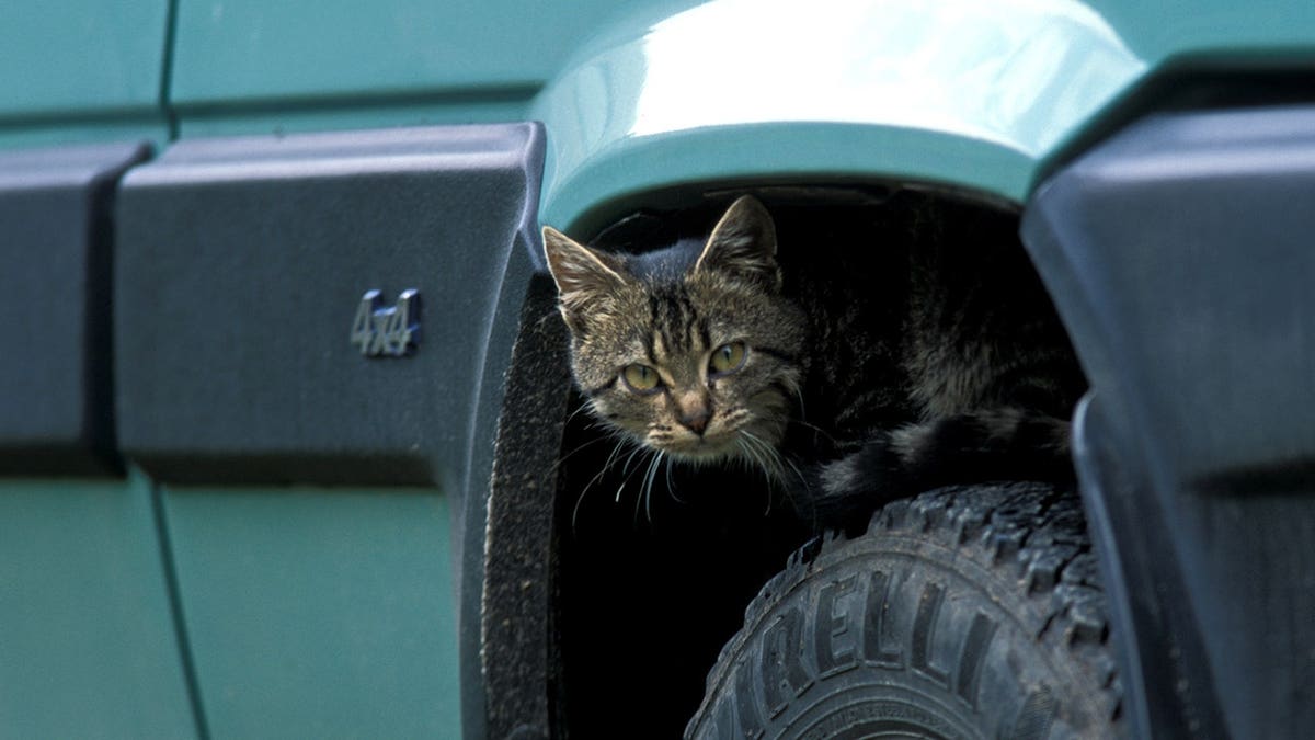 A kitten peaking out from a tire of a car.