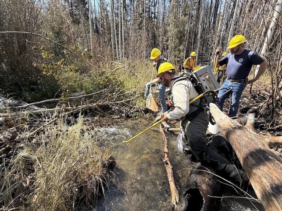 Gardunio uses an electrofishing backpack while CPW staff and fire personnel look on with nets...