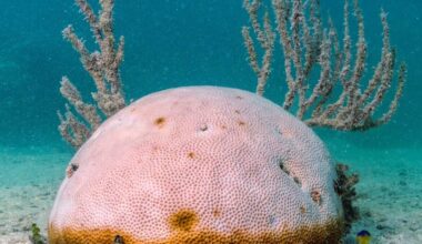 Reef teams race to save Florida corals amid heat wave