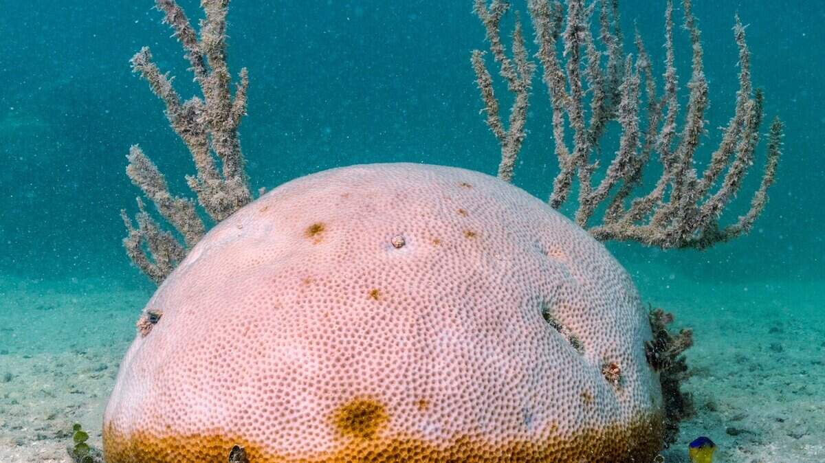 Reef teams race to save Florida corals amid heat wave
