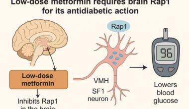 Metformin acts in the brain to lower blood glucose by suppressing the RAP1 protein