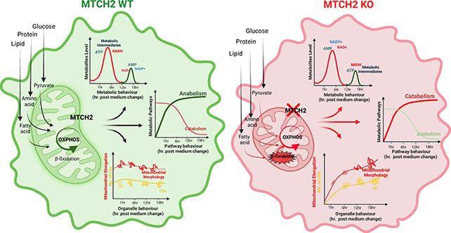 Mitochondria impact