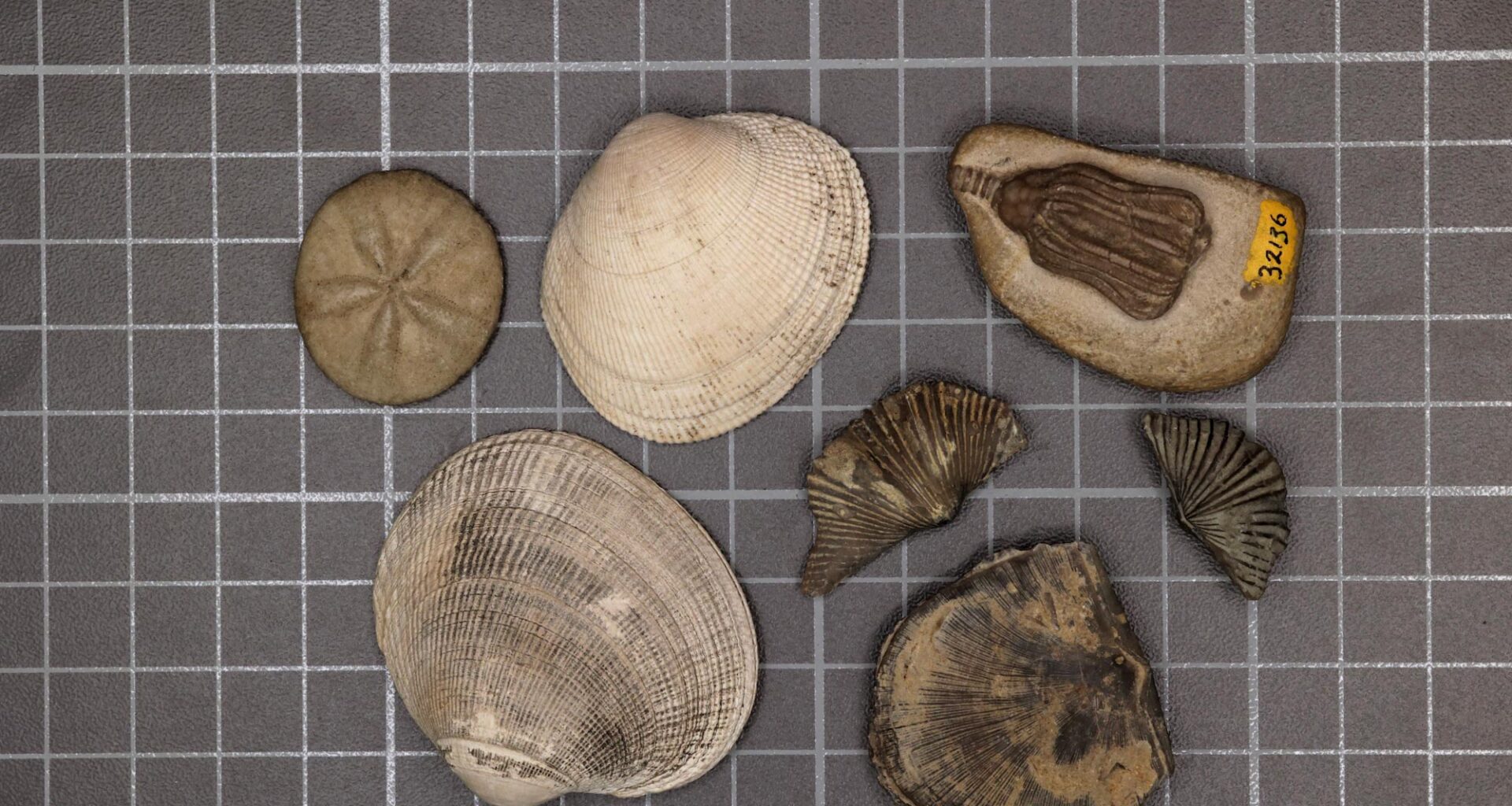 Modern and Paleozoic Fauna