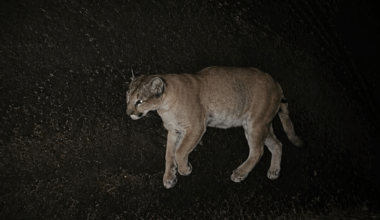 Mountain Lion Captured on Ring Cam Near Howard Lake
