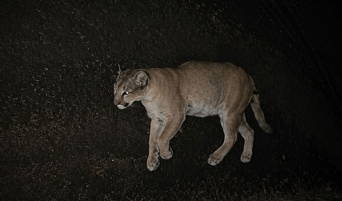 Mountain Lion Captured on Ring Cam Near Howard Lake