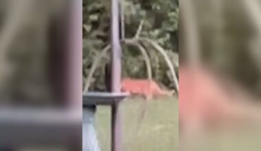 South Bend neighbors report large cat sighting; Indiana DNR rules out mountain lion