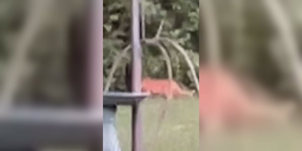 South Bend neighbors report large cat sighting; Indiana DNR rules out mountain lion