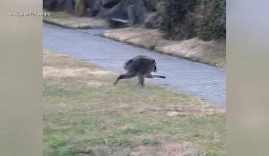 An oddly-shaped raccoon named ‘Jimothy’ has taken the world by storm