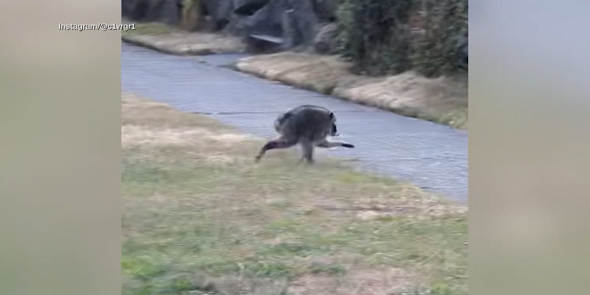 An oddly-shaped raccoon named ‘Jimothy’ has taken the world by storm
