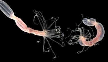 A Sea Anemone Uses CARDIB to Fight Viruses—and It's Even More Bizarre Than It Sounds
