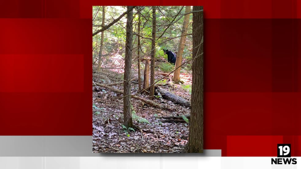 Black bear sightings reported at Ashland County state park