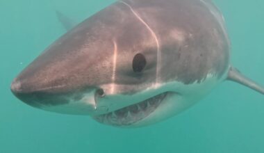 Great white shark captured up-close on camera off Block Island