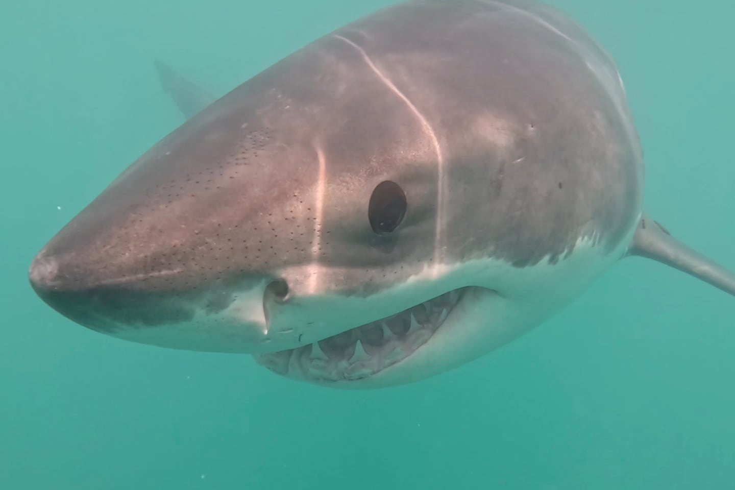 Great white shark captured up-close on camera off Block Island