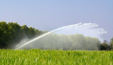 How to conserve water and keep your garden alive during the drought