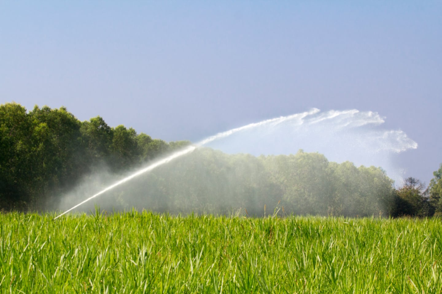 How to conserve water and keep your garden alive during the drought