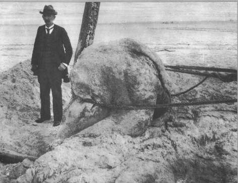Trunko: the sea monster that was rotting whale