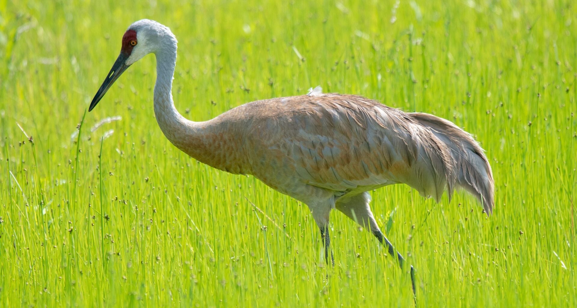 Richland County contributes to Ohio's sandhill crane count despite inclement weather