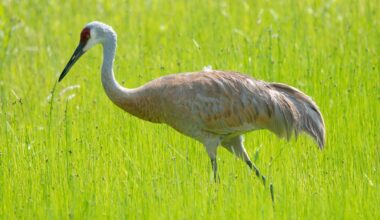 Richland County contributes to Ohio's sandhill crane count despite inclement weather