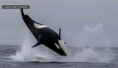 Orcas launch out of Monterey Bay during dolphin hunt – NBC Bay Area