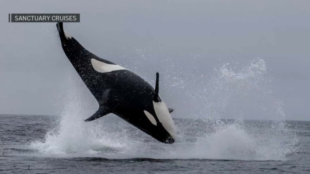 Orcas launch out of Monterey Bay during dolphin hunt – NBC Bay Area