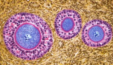 Ovaries Appear to Develop an Incredible Second Role After Menopause : ScienceAlert