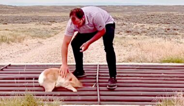 Hooray! Casper Man Rescues Baby Pronghorn Stuck In Remote Cattle Guard