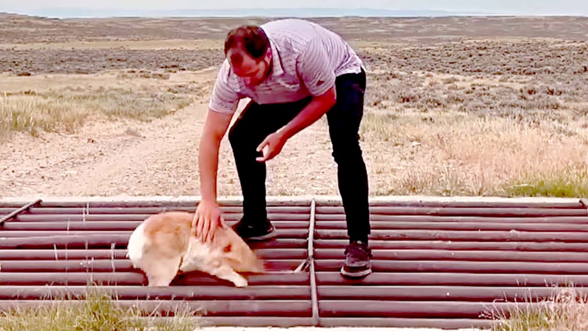 Hooray! Casper Man Rescues Baby Pronghorn Stuck In Remote Cattle Guard