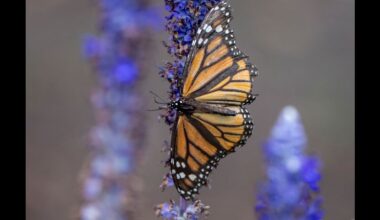 US cancels automatic protections for imperiled animals as critics warn of extinctions