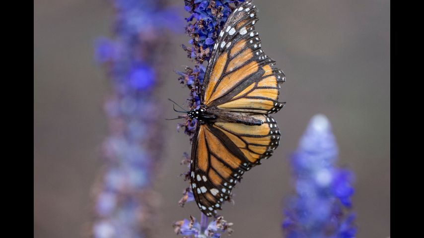 US cancels automatic protections for imperiled animals as critics warn of extinctions