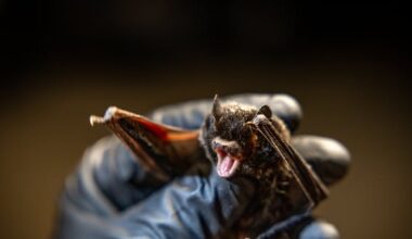 What should you do if you find bats in your house? – Deseret News