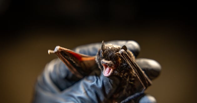 What should you do if you find bats in your house? – Deseret News