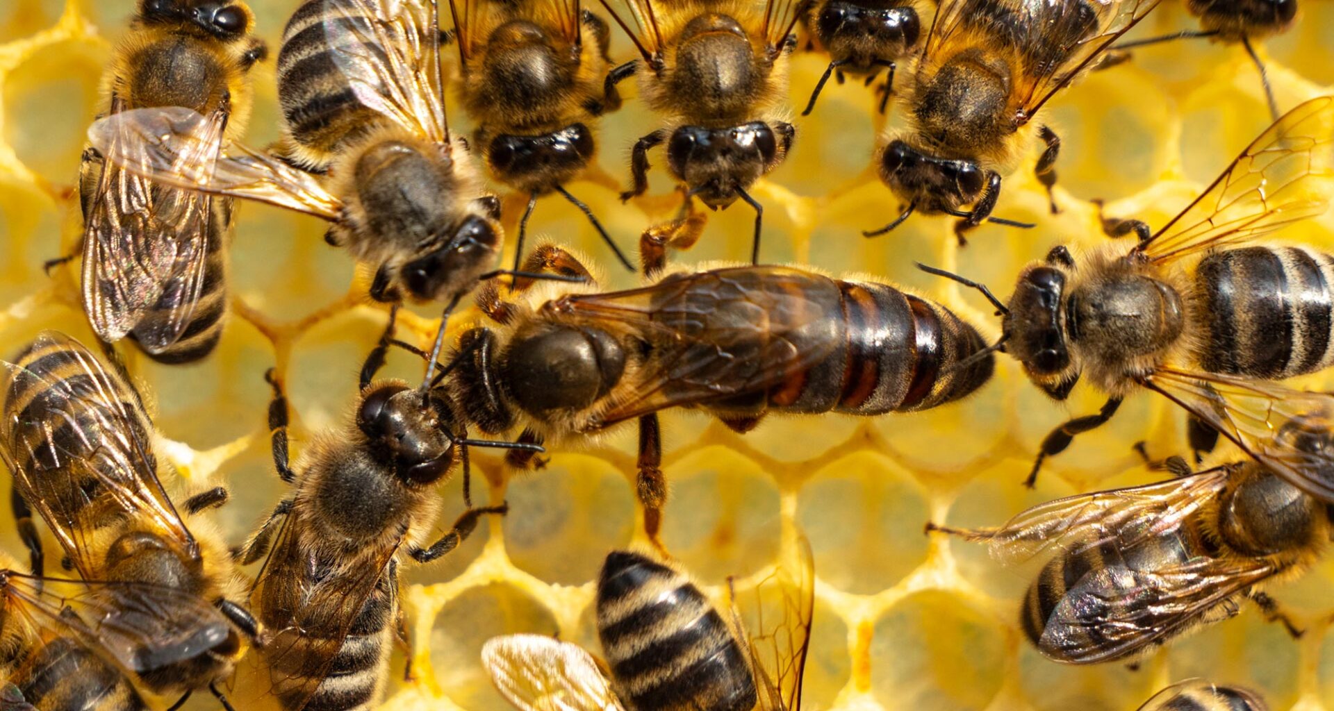 Queen Bee Worker Bees