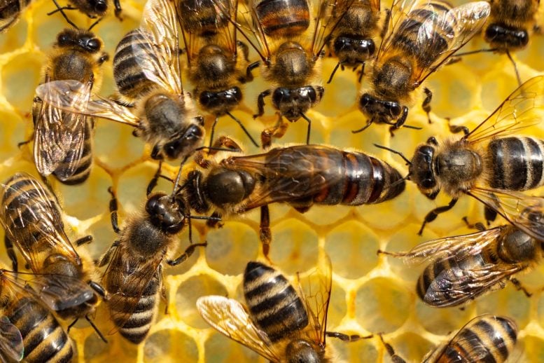 Queen Bee Worker Bees