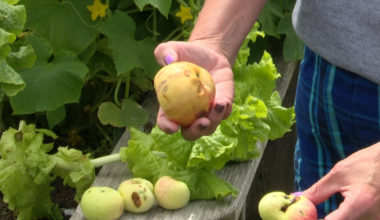 Don’t toss that produce — local wildlife center says animals will take it