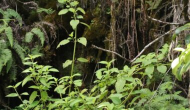 New Hawaii law recognizes conservation sanctuary to protect native species